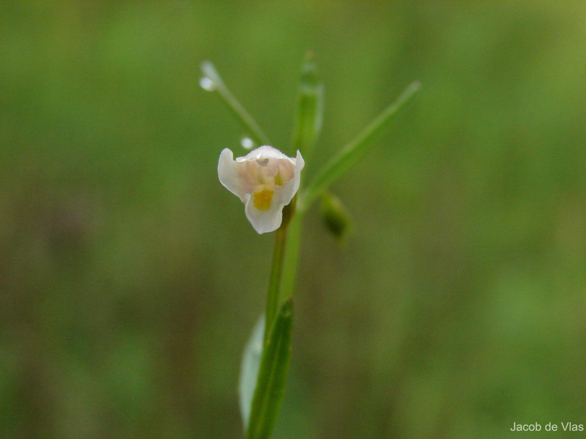 Vandellia micrantha (D.Don) Eb.Fisch., Schäferh. & Kai Müll.